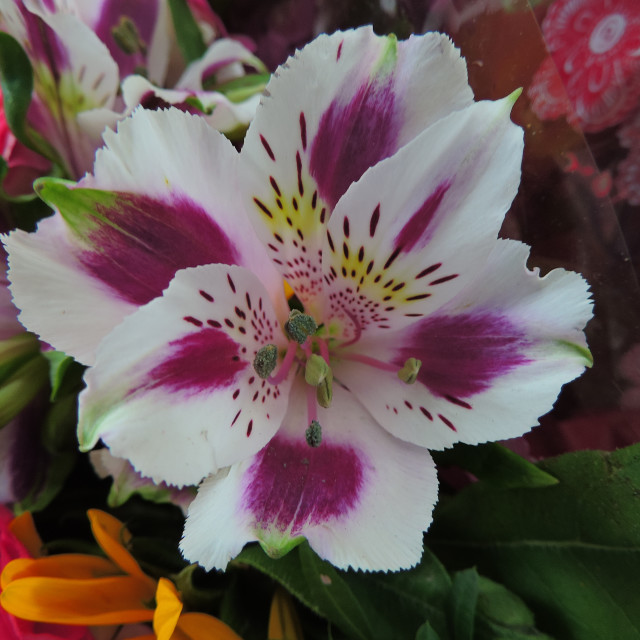 "Blush Peruvian Lily" stock image