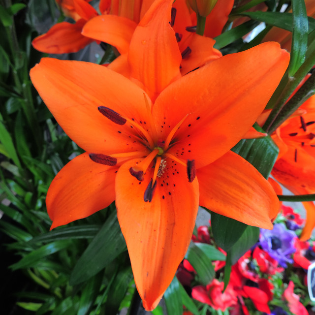 "Orange Lily" by Amit Mendelsohn - £50.00 "Orange Lily" stock image