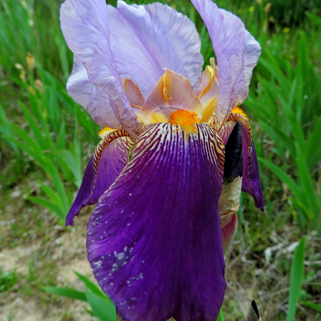 "Bearded iris" stock image