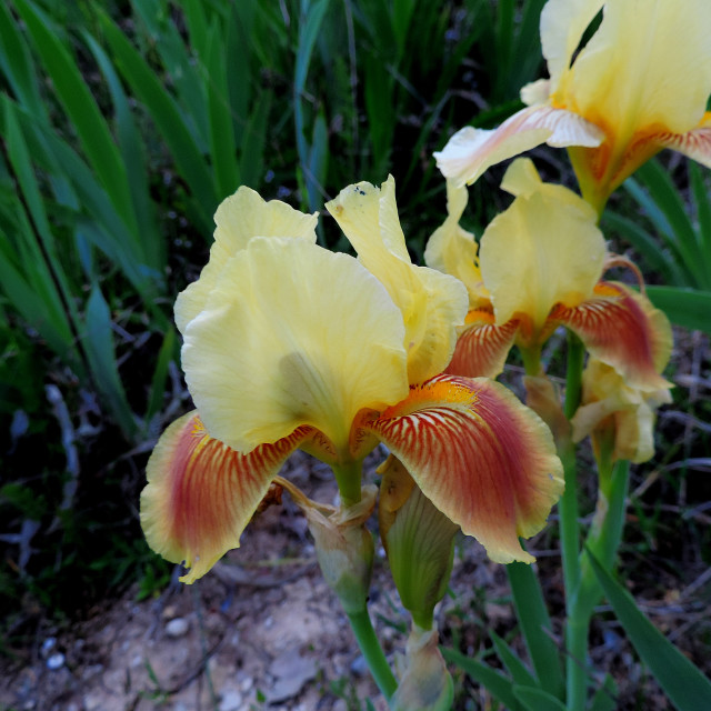 "Bearded iris" by Amit Mendelsohn - £50.00 "Bearded iris" stock image