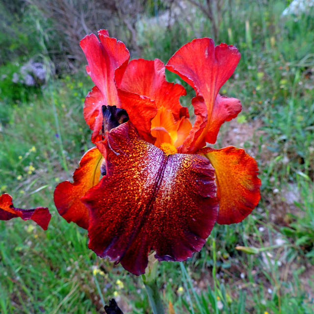 "Bearded iris" by Amit Mendelsohn - £50.00 "Bearded iris" stock image