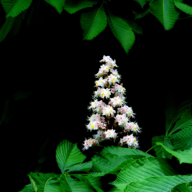 "European horse-chestnut" by Amit Mendelsohn - £50.00 "European horse-chestnut" stock image