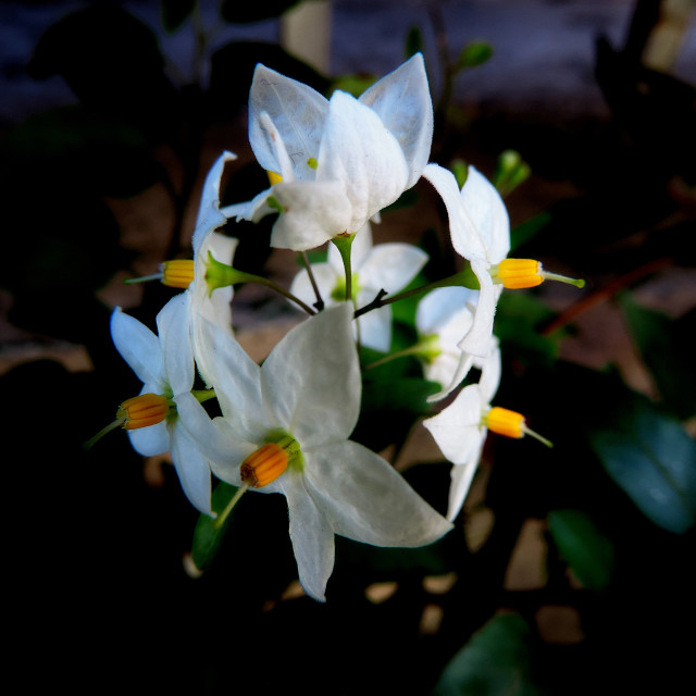 "Potato vine" by Amit Mendelsohn - £50.00 "Potato vine" stock image
