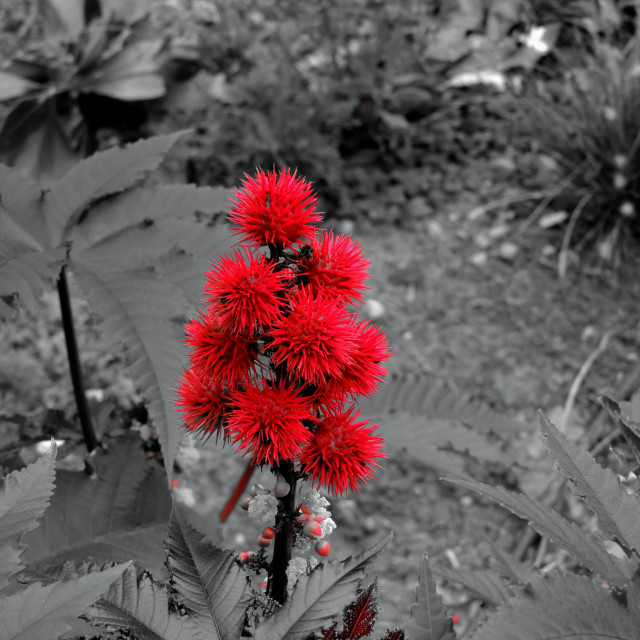 "Ricinus" by Amit Mendelsohn - £50.00 "Ricinus" stock image