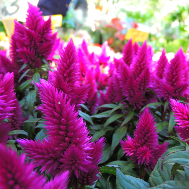 "Cockscomb" by Amit Mendelsohn - £50.00 "Cockscomb" stock image