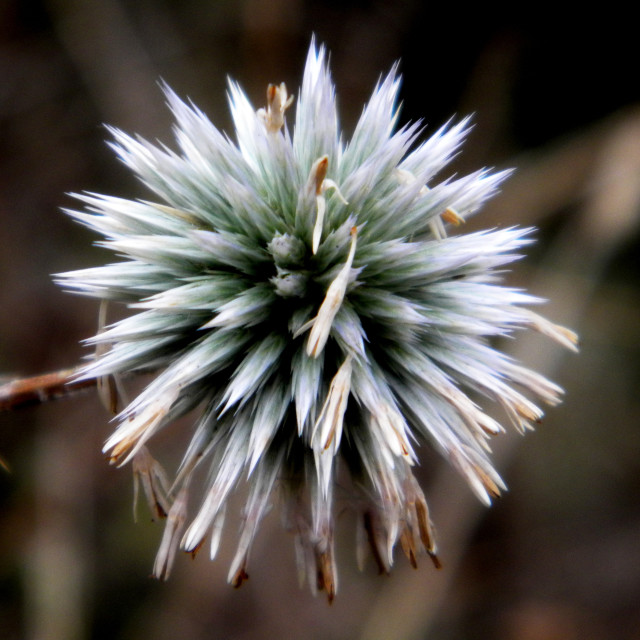 "Echinops sphaerocephalu" by Amit Mendelsohn - £50.00 "Echinops sphaerocephalu" stock image
