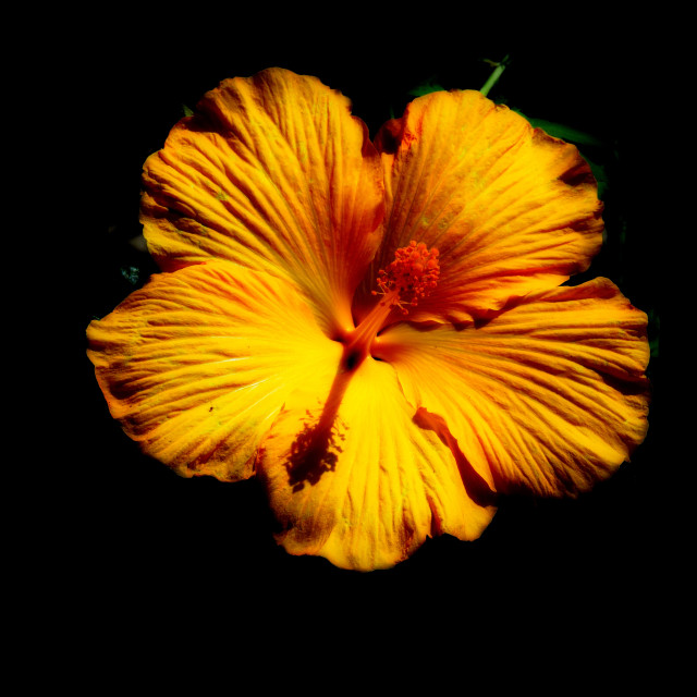"Shoeblackplant hibiscus" by Amit Mendelsohn - $62.97 "Shoeblackplant hibiscus" stock image