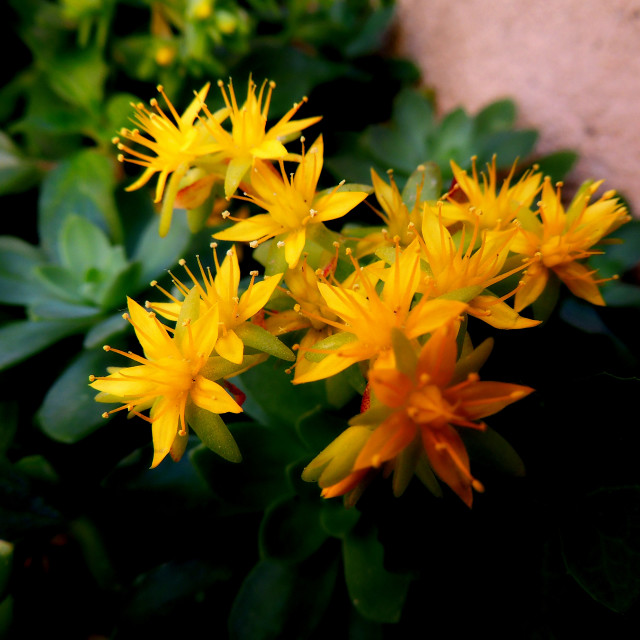 "Sedum palmeri" by Amit Mendelsohn - £50.00 "Sedum palmeri" stock image