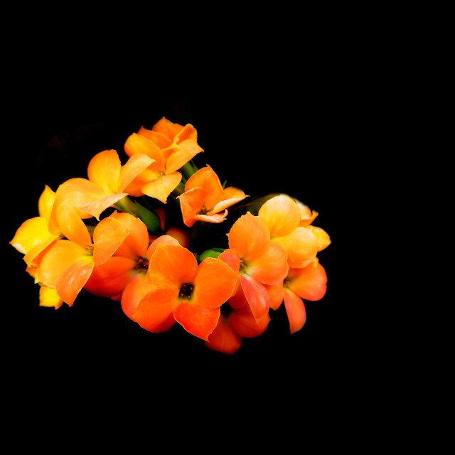 "Kalanchoe" stock image