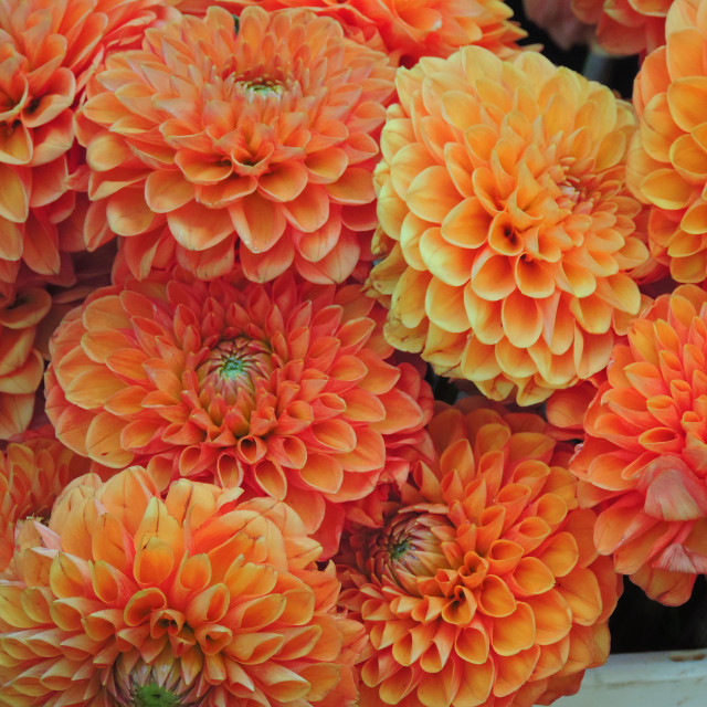 "Dahlia pinnata" by Amit Mendelsohn - £50.00 "Dahlia pinnata" stock image