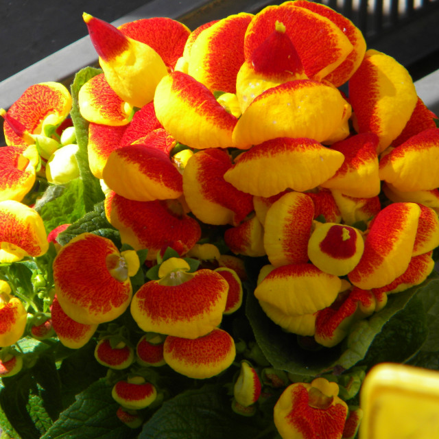 "Calceolaria" by Amit Mendelsohn - £50.00 "Calceolaria" stock image