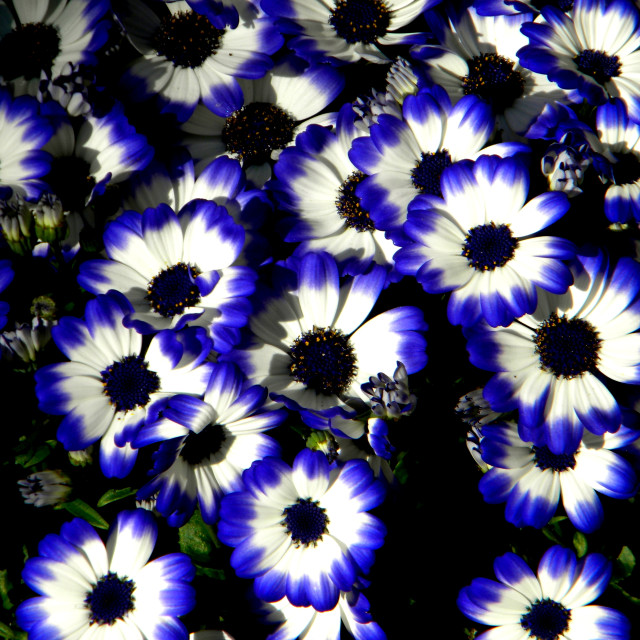 "Cineraria" by Amit Mendelsohn - £50.00 "Cineraria" stock image