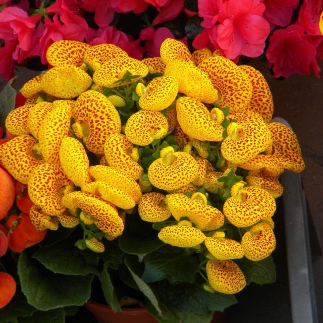 "Calceolaria" by Amit Mendelsohn - £50.00 "Calceolaria" stock image