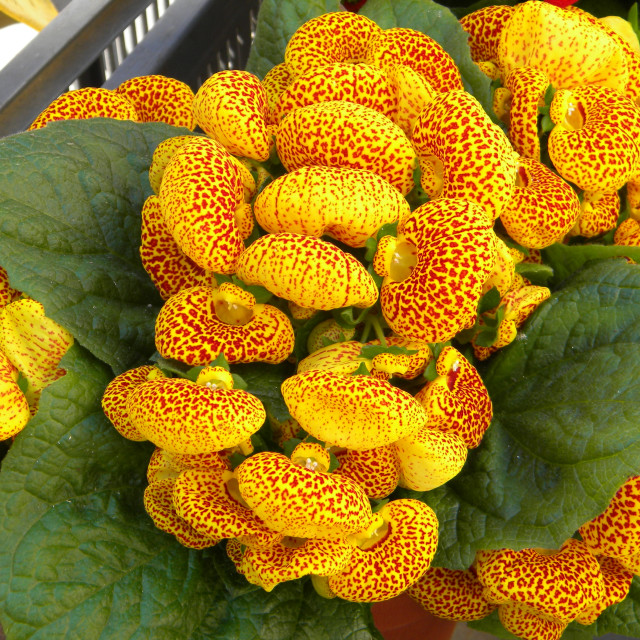 "Calceolaria" by Amit Mendelsohn - £50.00 "Calceolaria" stock image