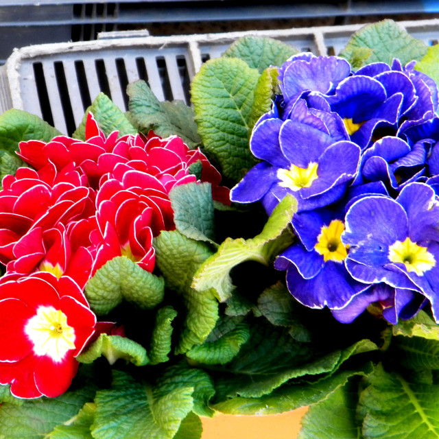 "Primrose" by Amit Mendelsohn - £50.00 "Primrose" stock image