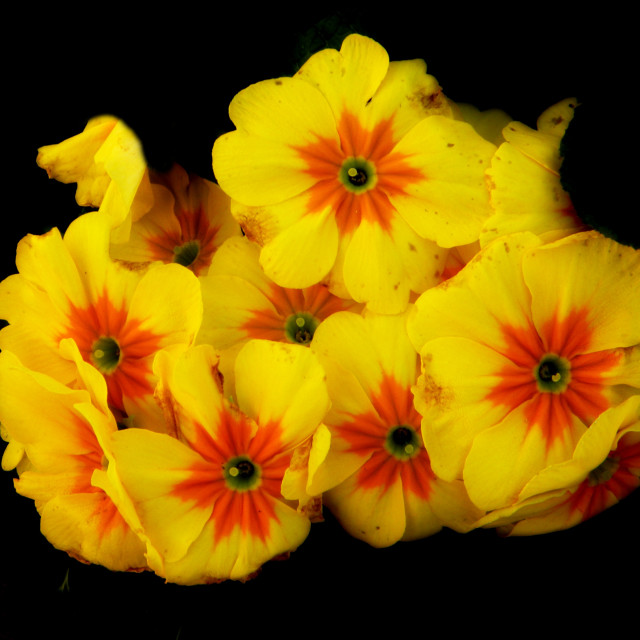"Primrose" by Amit Mendelsohn - £50.00 "Primrose" stock image