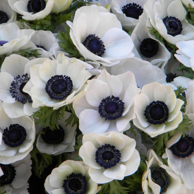 "Poppy anemone" stock image