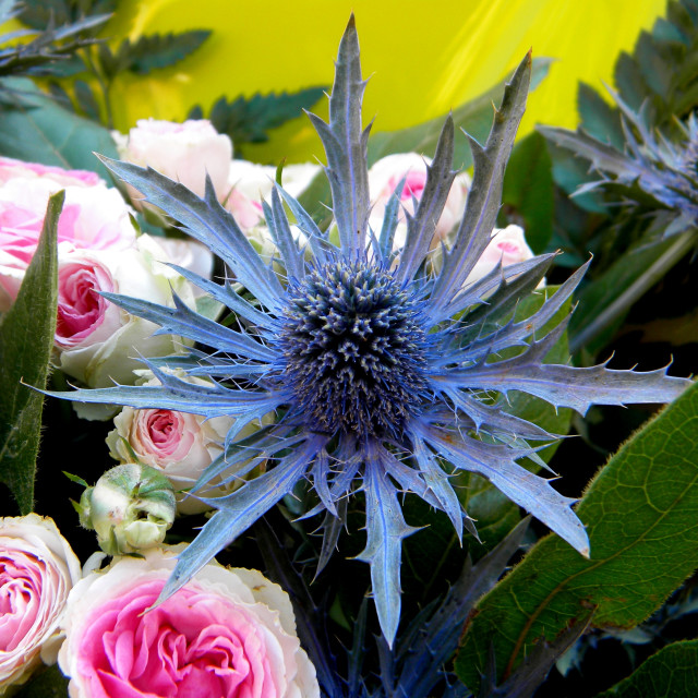 "Blue eryngo" by Amit Mendelsohn - £50.00 "Blue eryngo" stock image