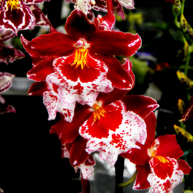 "Orchid" by Amit Mendelsohn - £50.00 "Orchid" stock image