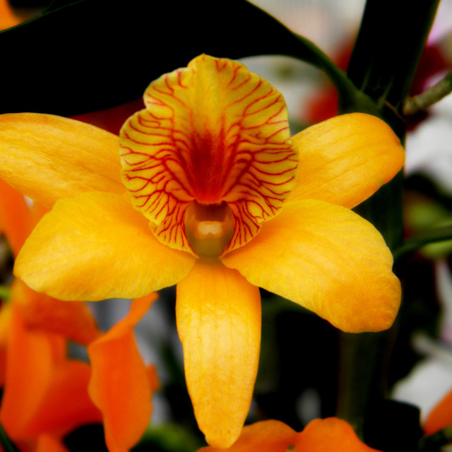 "Dendrobium bullenianum" by Amit Mendelsohn - £50.00 "Dendrobium bullenianum" stock image