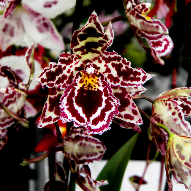 "Orchid" by Amit Mendelsohn - £50.00 "Orchid" stock image