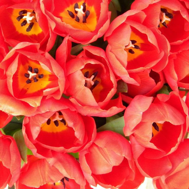 "Garden tulip" stock image