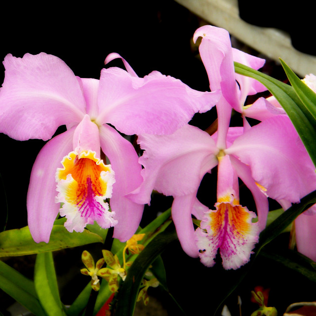 "Cattleya mossiae" by Amit Mendelsohn - £50.00 "Cattleya mossiae" stock image