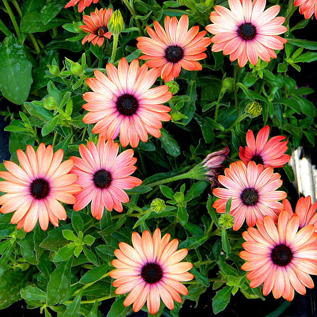 "Cape marguerite" by Amit Mendelsohn - £50.00 "Cape marguerite" stock image