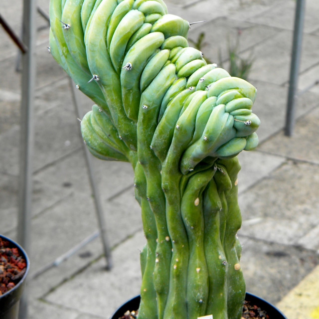 "Cactus" by Amit Mendelsohn - £50.00 "Cactus" stock image