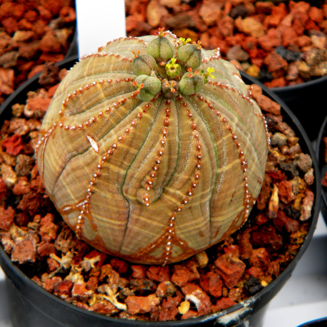 "Euphorbia Obesa" by Amit Mendelsohn - £50.00 "Euphorbia Obesa" stock image