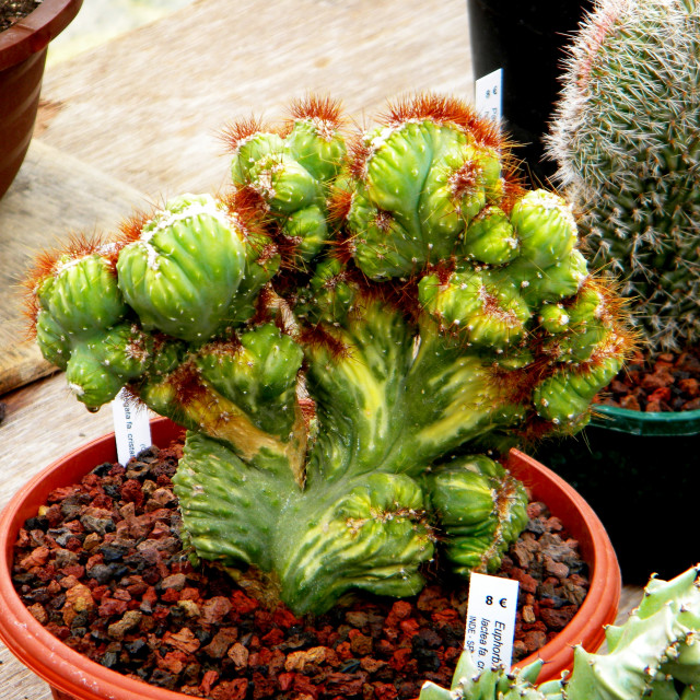 "Cereus peruvianus" by Amit Mendelsohn - £50.00 "Cereus peruvianus" stock image