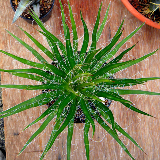 "Hedgehog aloe" by Amit Mendelsohn - £50.00 "Hedgehog aloe" stock image