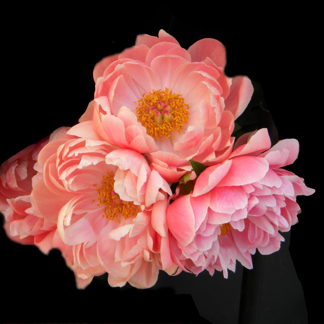 "Moutan peony" stock image