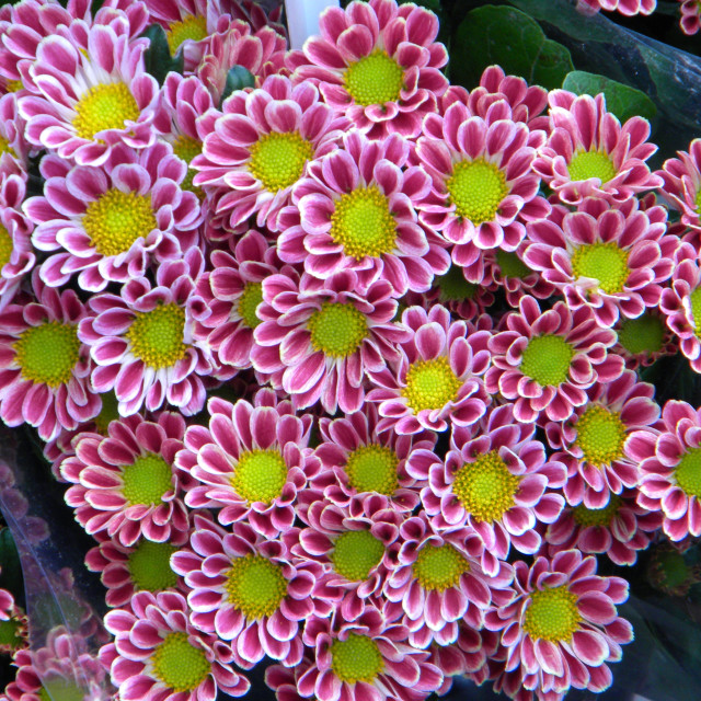 "Chrysanthemum" by Amit Mendelsohn - £50.00 "Chrysanthemum" stock image