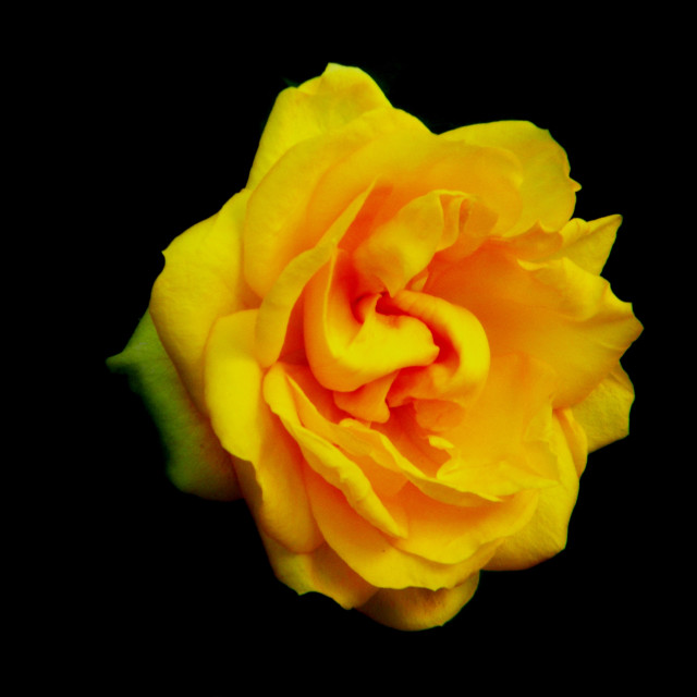 "A yellow rose" stock image