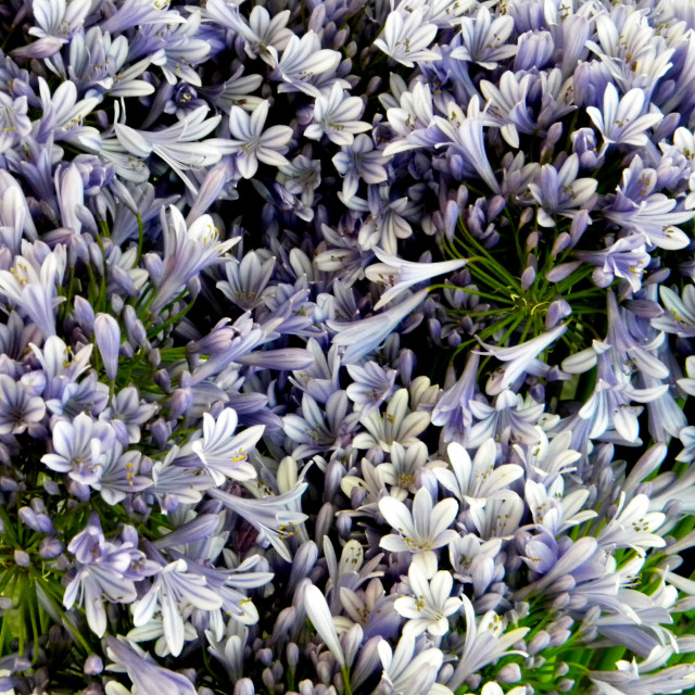 "African lily" by Amit Mendelsohn - £50.00 "African lily" stock image