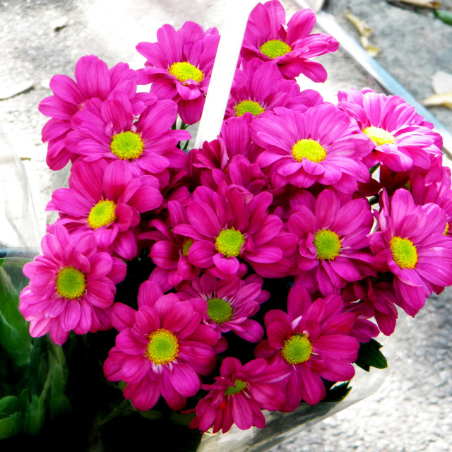 "Chrysanthemum" by Amit Mendelsohn - £50.00 "Chrysanthemum" stock image