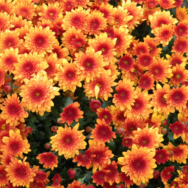 "Chrysanthemum indicum" by Amit Mendelsohn - £50.00 "Chrysanthemum indicum" stock image