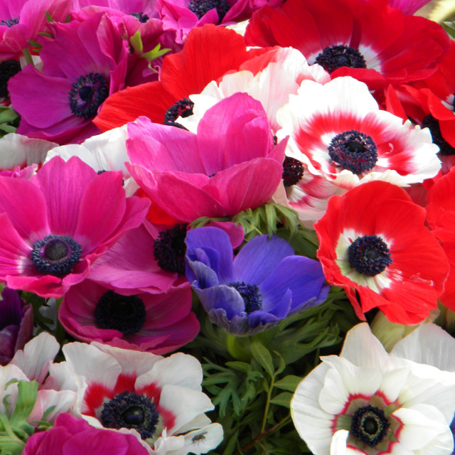 "Poppy anemone" by Amit Mendelsohn - £50.00 "Poppy anemone" stock image