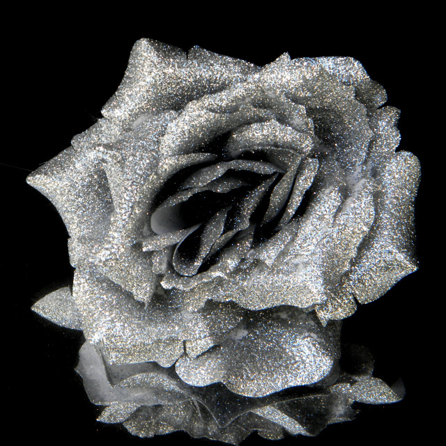 "Silver Rose" stock image