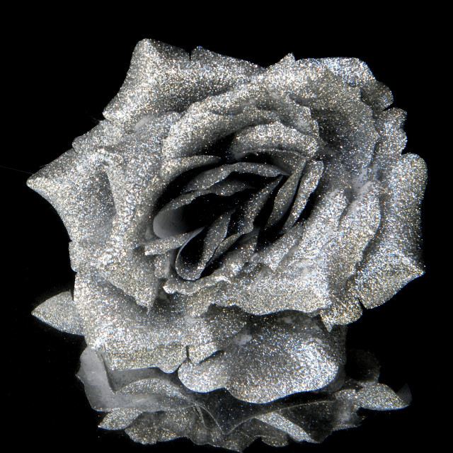 "Silver Rose" by Amit Mendelsohn - $62.97 "Silver Rose" stock image