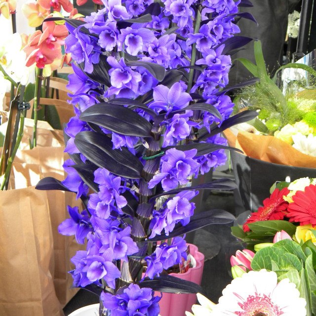 "Larkspur" by Amit Mendelsohn - £50.00 "Larkspur" stock image