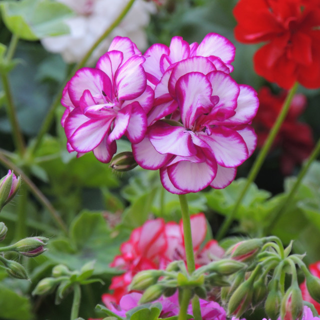 "Pelargonium zonale" stock image