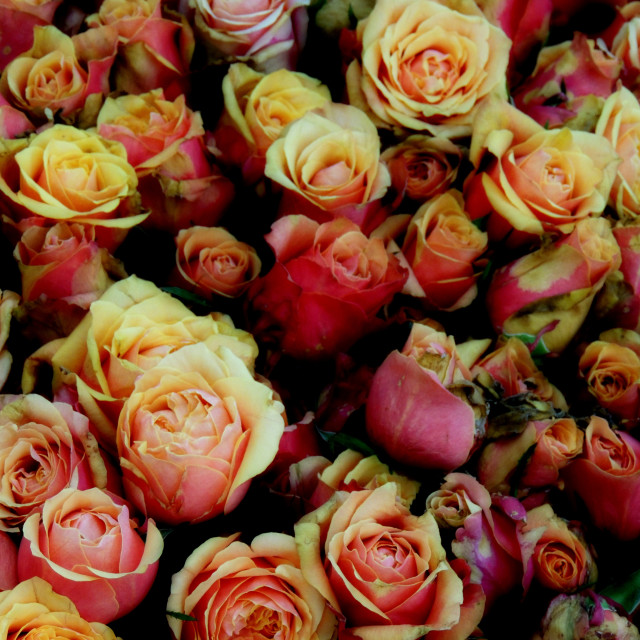 "Roses" by Amit Mendelsohn - £50.00 "Roses" stock image