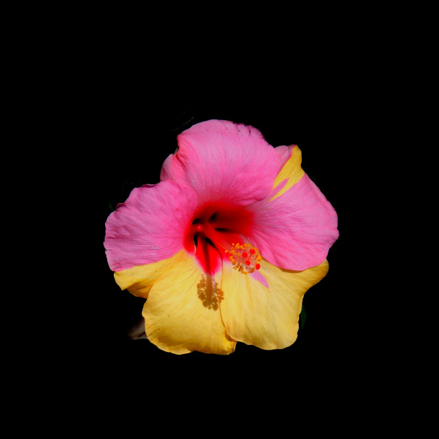 "Hibiscus" stock image