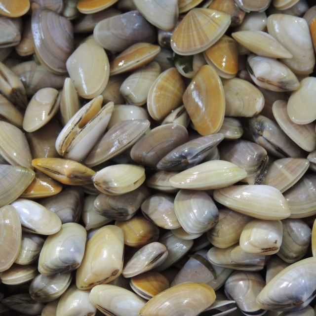 "Clam" by Amit Mendelsohn - £50.00 "Clam" stock image