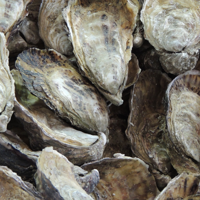 "Oyster" by Amit Mendelsohn - £50.00 "Oyster" stock image