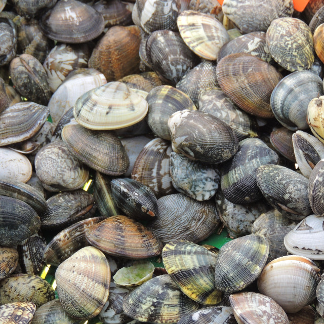 "Vongole clam" by Amit Mendelsohn - £50.00 "Vongole clam" stock image