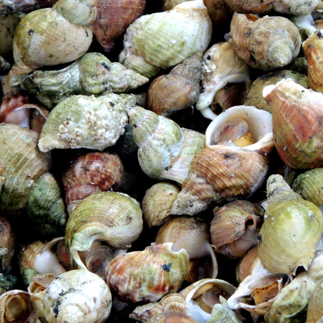"Sea snails" by Amit Mendelsohn - £50.00 "Sea snails" stock image