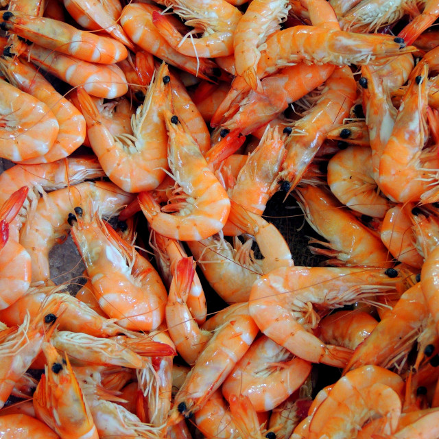 "Shrimps" stock image